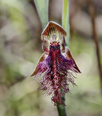 Bearded OrchidPhotography by Stan Best